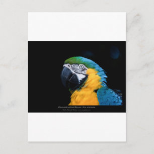 Carte Postale Ara ararauna - Macaw bleu et jaune 01