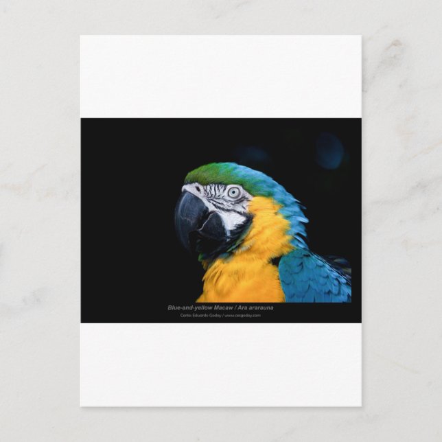 Carte Postale Ara ararauna - Macaw bleu et jaune 01 (Devant)