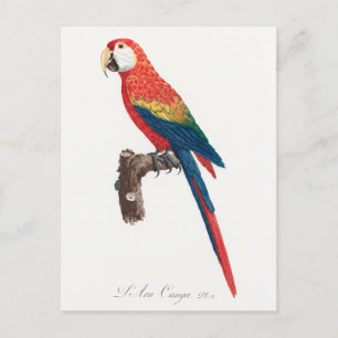 Carte Postale Ara Canga Parrot
