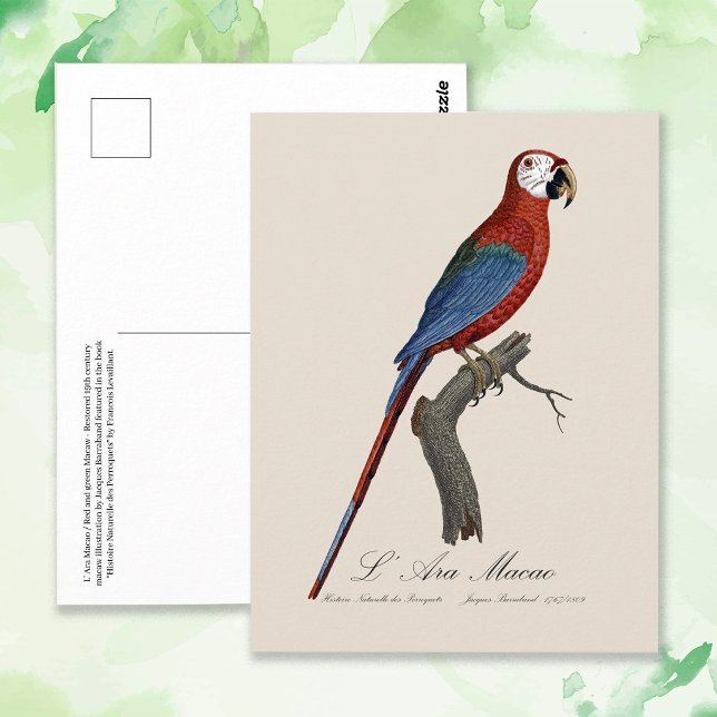 Carte Postale Ara chloroptère (Red-and-green Macaw, Ara chloropterus. Postcard)