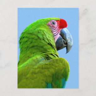 Carte Postale Ara Militaris Green Parrot