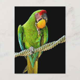 Carte Postale Ara Militaris Green Parrot