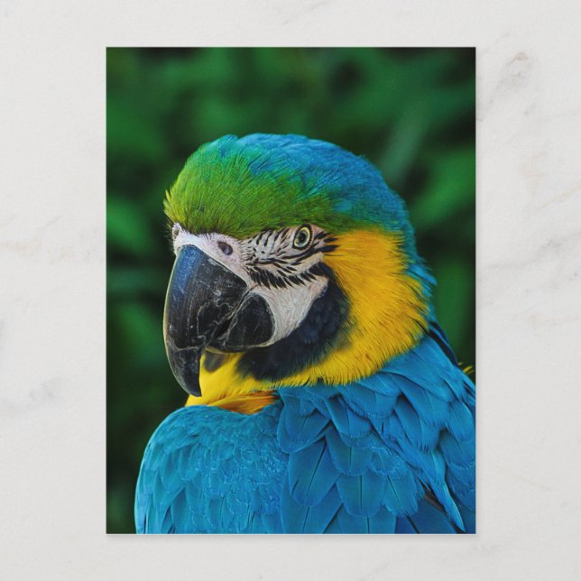 Carte Postale Ara Parrot (Devant)