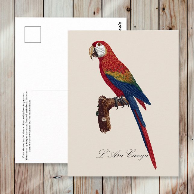 Carte Postale Ara rouge ou Ara macao, Ara macao (Scarlet Macaw or Red-Breasted Macaw, Ara macao. Postcard)