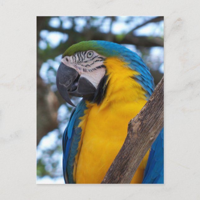 Carte Postale Ara tropical vert jaune et bleu (Devant)