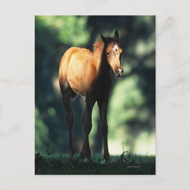 Carte Postale Arab Foal in the Trees (Devant)