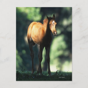 Carte Postale Arab Foal in the Trees
