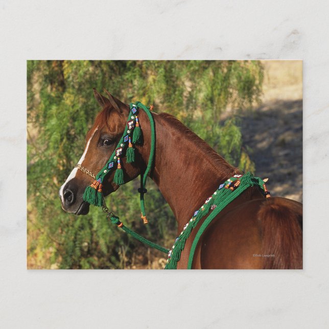 Carte Postale Arab Horse Headshot with Bridle (Devant)