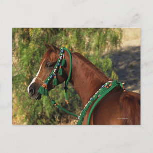 Carte Postale Arab Horse Headshot with Bridle