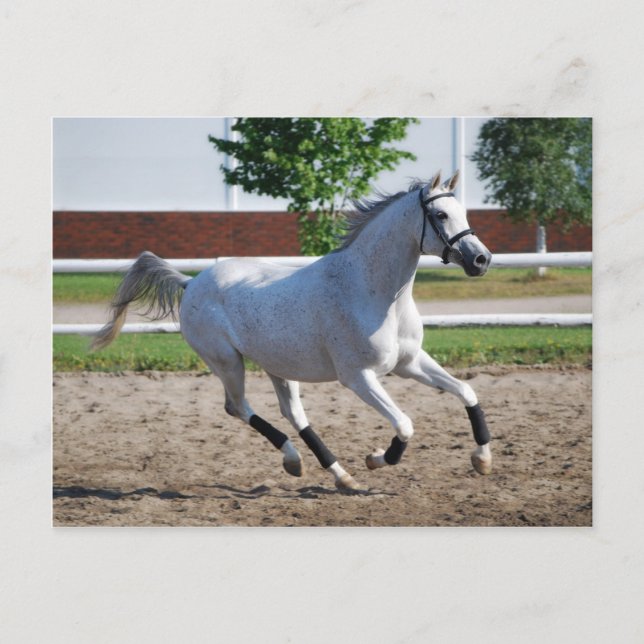 Carte Postale Arabe 1 (Devant)