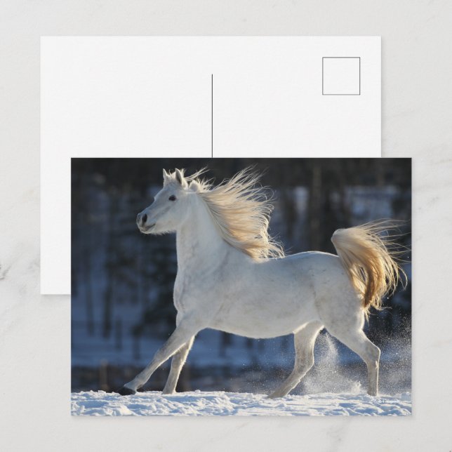 Carte Postale Arabe Gris Courir Dans Le Mane De Neige Flissant (Devant / Derrière)
