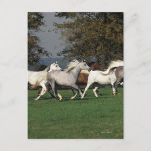 Carte Postale Arabes courant dans un champ