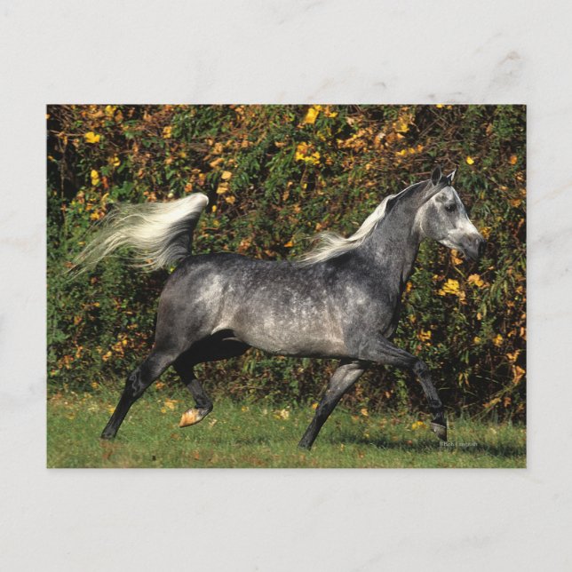 Carte Postale Arabes en course : Automne (Devant)