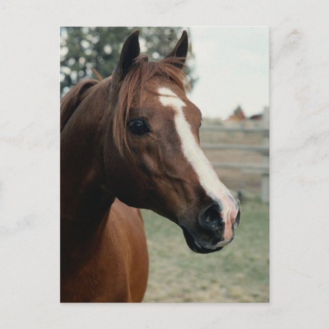 Carte Postale Arabian au Pasture (Devant)