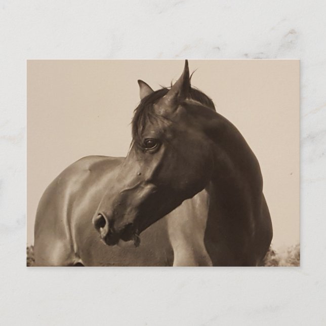 Carte postale Arabian Horse (Devant)