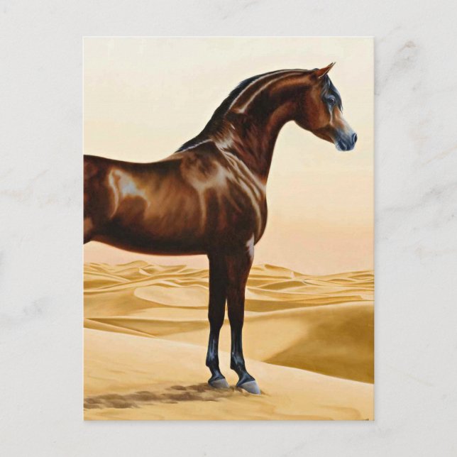 Carte Postale Arabian Horse - William Barraud (Devant)