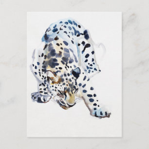 Carte Postale Arabian Leopard 2008 5