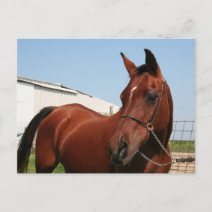 Carte Postale Arabian Mama Photo-75