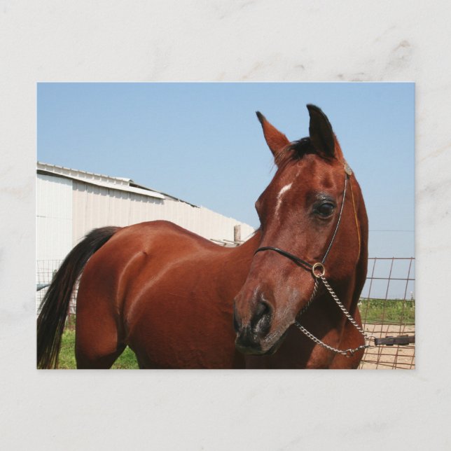 Carte Postale Arabian Mama Photo-75 (Devant)