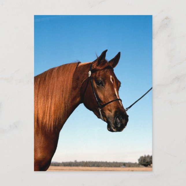 Carte Postale Arabian Show Horse (Devant)