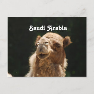 Carte Postale Arabie Saoudite Camel