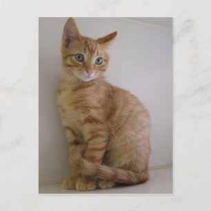 Carte Postale Arachide