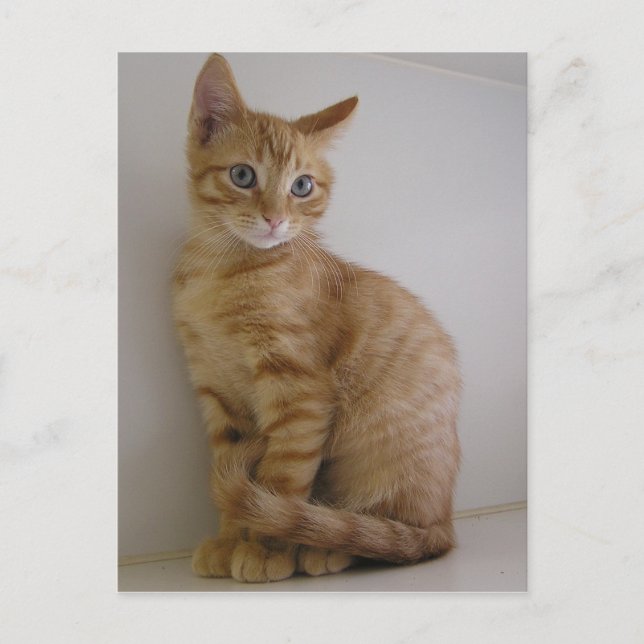 Carte Postale Arachide (Devant)