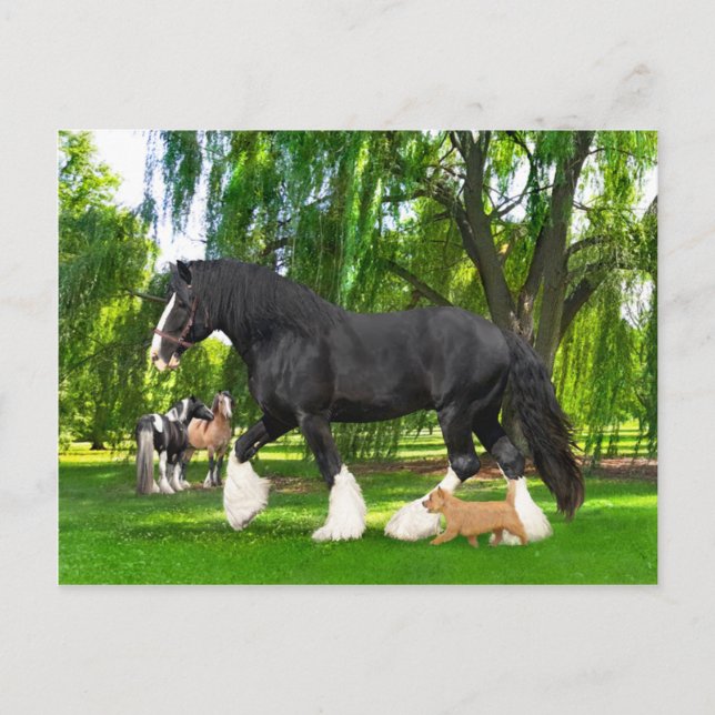 Carte Postale "Arachide et oiseau-noir"  (Devant)