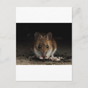 Carte Postale Arachide la souris en bois