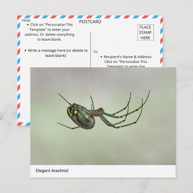 Carte Postale Arachnide élégant - Poster de tisserand artistique (Devant / Derrière)