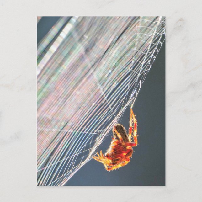 Carte Postale Araignée à toile sur toile  (Devant)