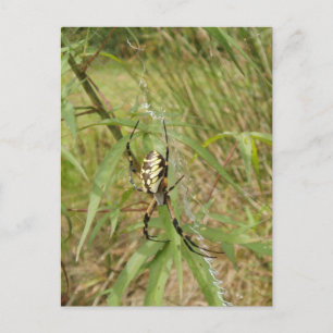 Carte Postale Araignée de jardin