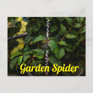 Carte Postale Araignée de Jardin Construisant une Toile Postard