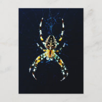 Araignée de jardin en Europe