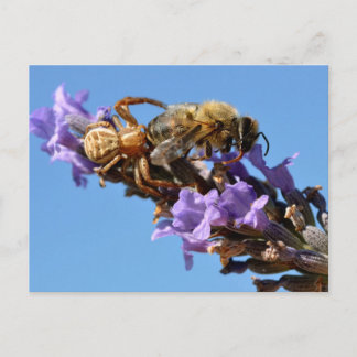 Carte Postale Araignée de mer mangeant une abeille