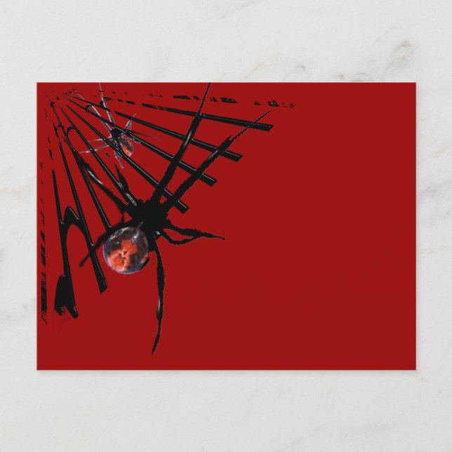 Carte Postale Araignée de Redback (Devant)