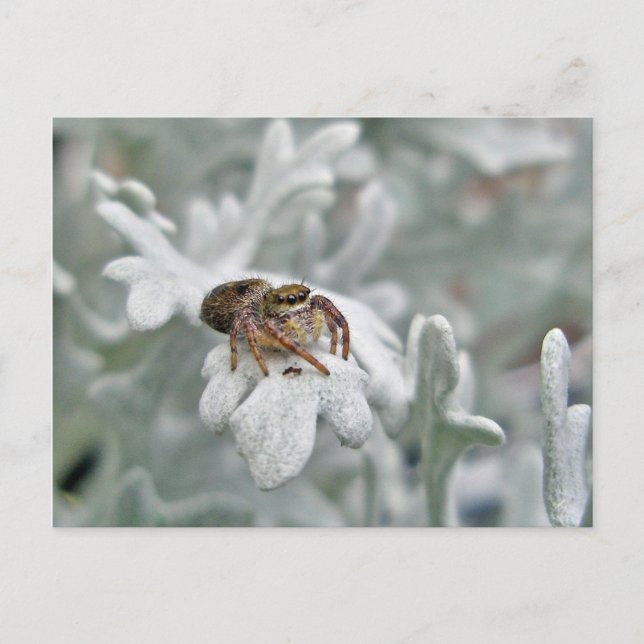 Carte Postale Araignée de saut salticide sur Dusty Miller (Devant)