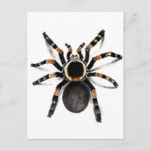 Carte Postale Araignée de Tarantula à bande rouge