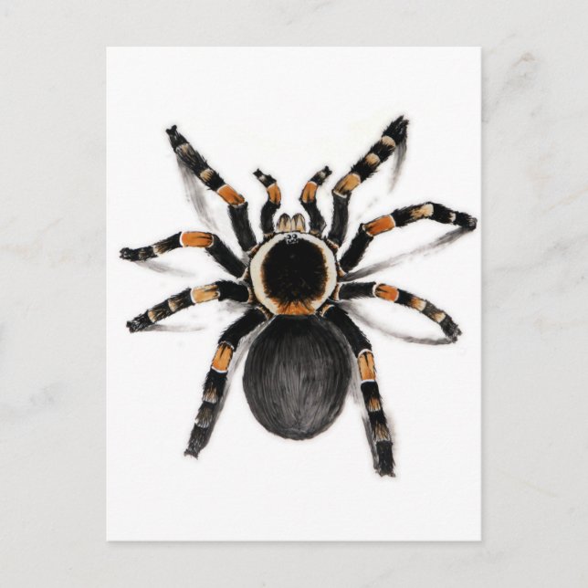 Carte Postale Araignée de Tarantula à bande rouge (Devant)