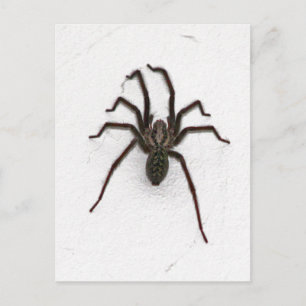 Carte Postale Araignée déplaisante