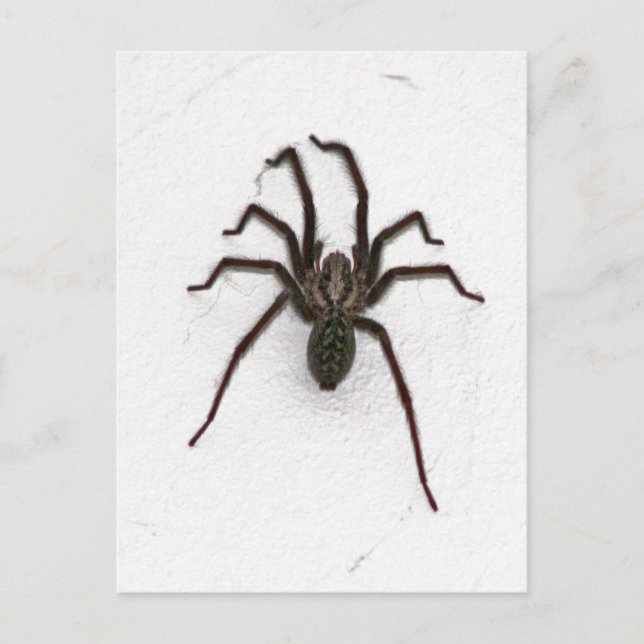 Carte Postale Araignée déplaisante (Devant)