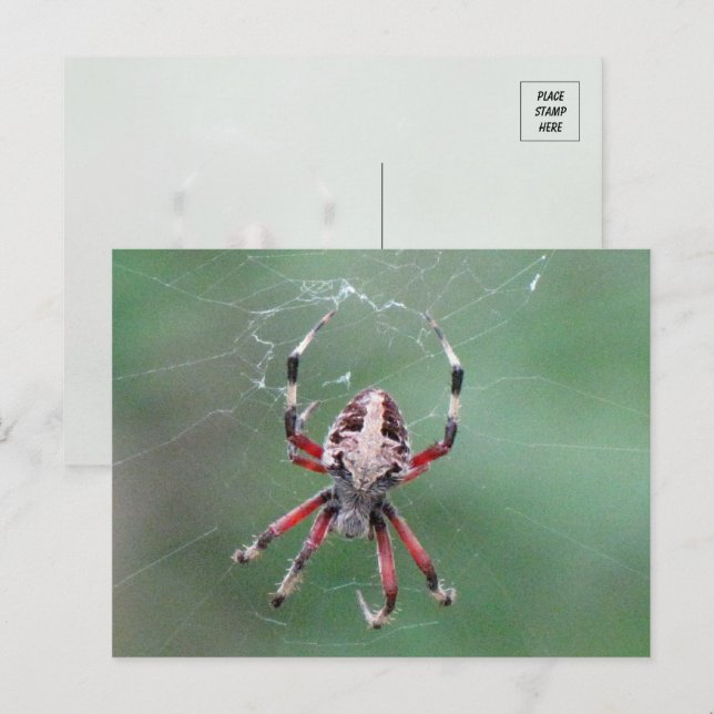 Carte postale Araignée d'orbweaver tacheté (Devant / Derrière)