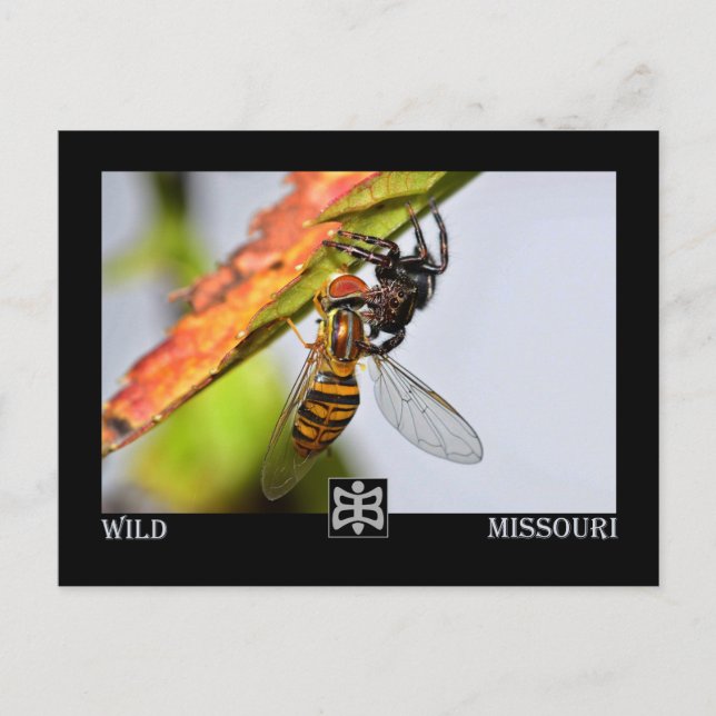 Carte Postale Araignée du Missouri avec Prey. (Devant)