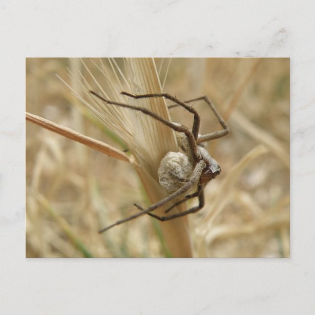 Carte postale Araignée et Oeuf Sac (Devant)