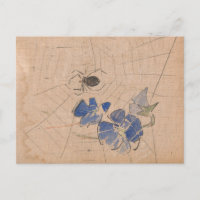 Araignée et Web avec fleurs bleues | Joseph Crawha
