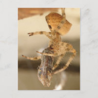 Araignée faciale de chat dévorer une guêpe