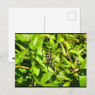 Carte Postale Araignée guêpe dans le vert