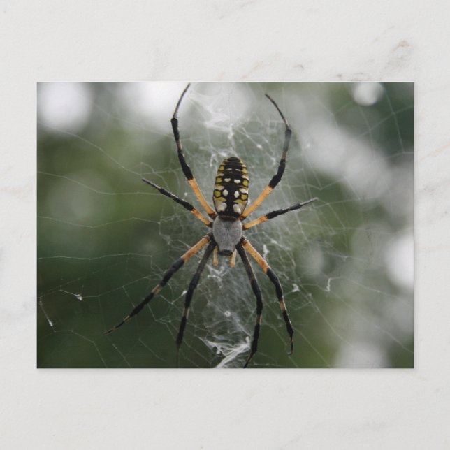 Carte Postale Araignée immense / Argiope jaune et noire (Devant)