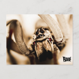 Carte Postale Araignée loup effrayante