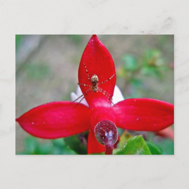 Carte Postale Araignée minuscule sur Fuschia miniature (Devant)